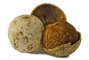 MAITRA AND SONS Bel Plant