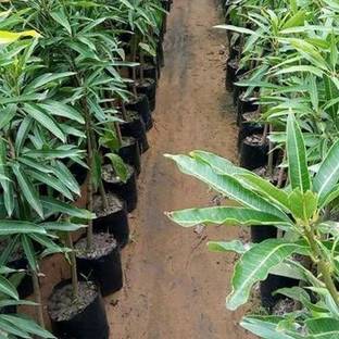 Cloud Farm Mango Plant