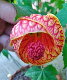 Evergreen Lantana Plant