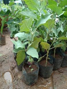 Srs Traders Brinjal