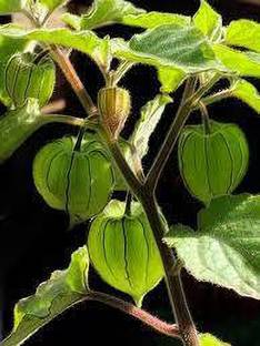 ABEFARIYA Berry Plant