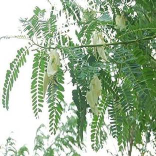 Oxygreenplant ZZ Plant