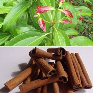 SANJU Cinnamon Plant