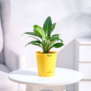 UGAOO Peace Lily Plant