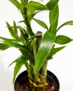 ARYAN EVERGREEN Two Layer Bamboo Plant