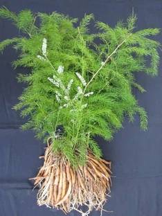 Shiva nursery Shatvari Plant