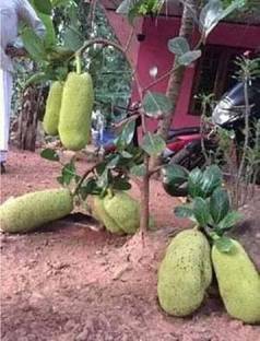 FasonGreen Jack Fruit Plant