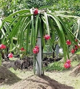 PLaNeTree Dragon Tree