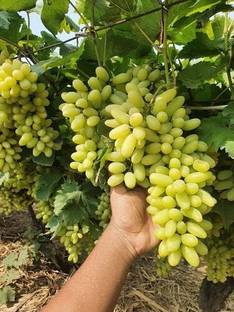 PB honey priya plant Grapes Plant