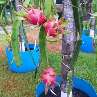 Fruitful Dragon Tree