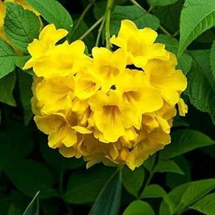 Corofitam Tecoma Plant