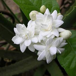 GreenHorizon Jasmine Plant