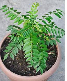 greenhousestore Curry Leaf Plant