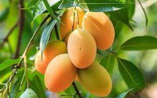 greenhousestore Mango Plant