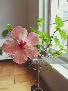 EdensField Hibiscus Plant