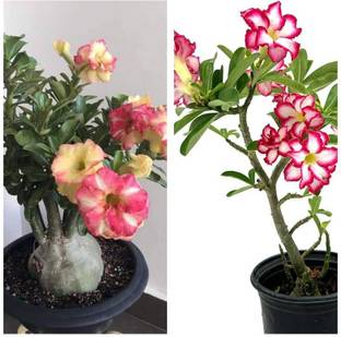 PetalPath Adenium Plant