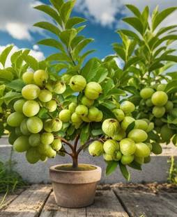 AloGardening Guava Plant