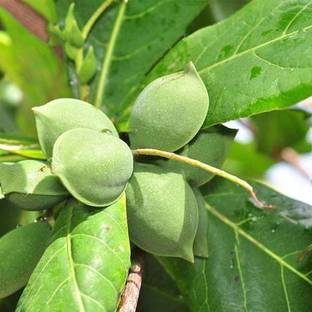 HERBALISM Almond Plant