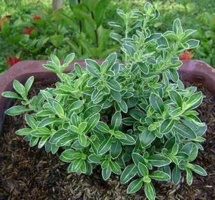 Unique garden Serissa Hedge Plant