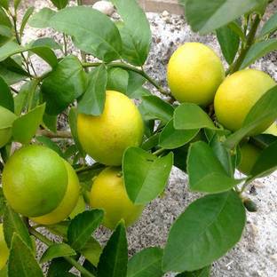 K.K.Enterprise Lemon Plant