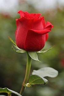 Beautiful Blooms Rose Plant