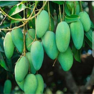 CHOUDHARY PLANTHUB Mango Plant