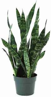 Gaingreen Snake Plant