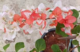 My Dream Nursery Bougainvillea Plant