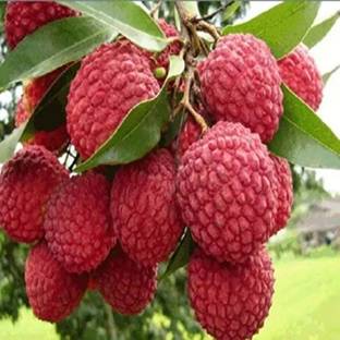 Arlo Litchi Plant