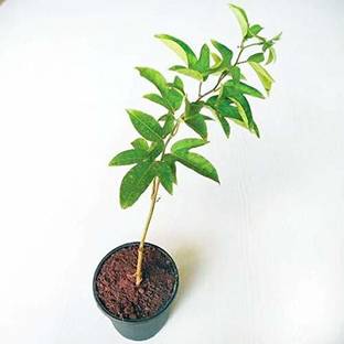 Corofitam Passion Plant