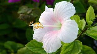 Tigress Hibiscus Plant