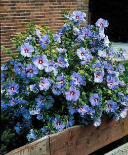 GOLU Hibiscus Plant