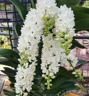 PlantNature Orchid Plant