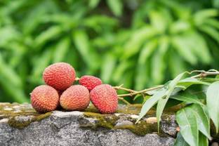 InGreen Litchi Plant