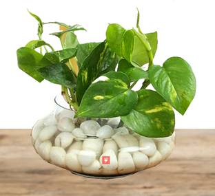 Cloud Farm Money Plant