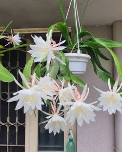 MONDALPALANT Brahma Kamal Plant