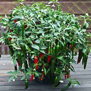 PB REBA PLANT Mirch/Chilli Plant
