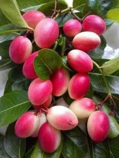 PLaNeTree Cherry Fruit Plant