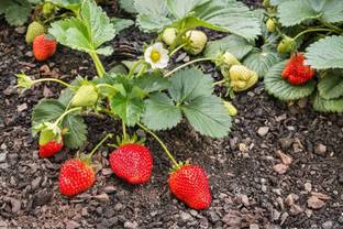 Flipkart SmartBuy Strawberry Fruit Seed