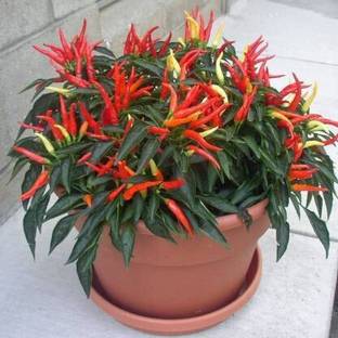 NRDhub Mirch/Chilli Plant