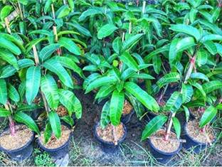 Click to buy Mango Plant