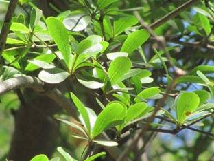 RhinoBells Almond Plant