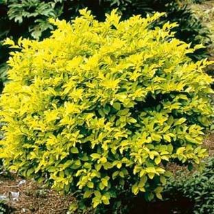 Starlink Duranta Plant