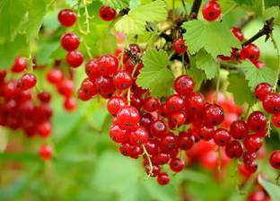 greenplanthub Berry Plant