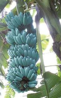 PB EVERGREEN Banana Plant