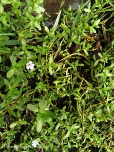 Brahmi Live Plant Bacopa Monnieri
