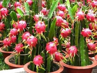 greenhousestore Dragon Tree