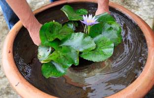 My Dream Nursery Lily Plant