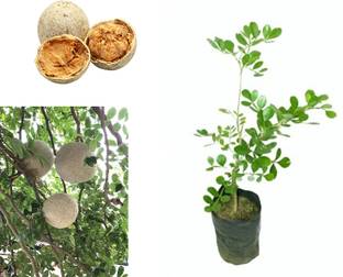 jarr Wood Apple Plant