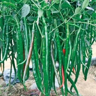Cloud Farm Mirch/Chilli Plant